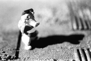 Dreams 14772 Il corteggiatore
